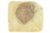 Fossil Leaf (Davidia) - Montana #271003-1